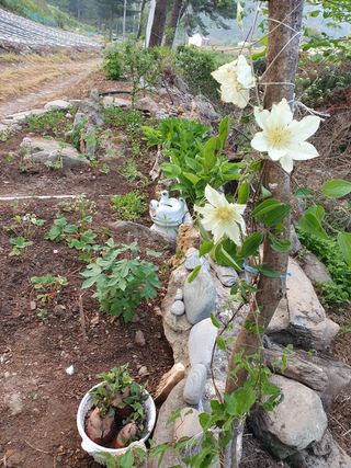 인생은 소풍처럼님의 토마토 · 일상 작성글 사진