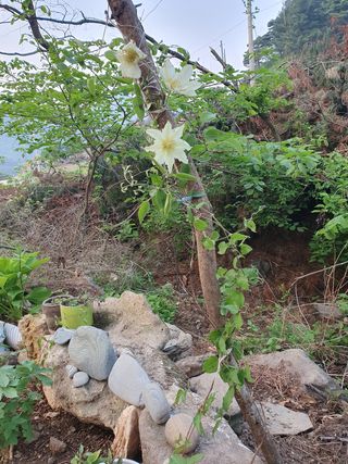 인생은 소풍처럼님의 토마토 · 일상 작성글 사진