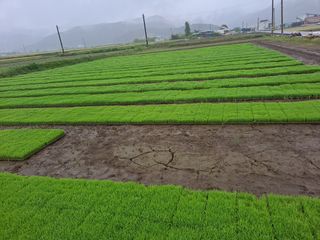 사천시향촌동 돼지띠님의 벼 · 자유게시판 작성글 사진