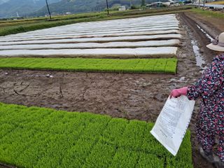 사천시향촌동 돼지띠님의 벼 · 자유게시판 작성글 사진