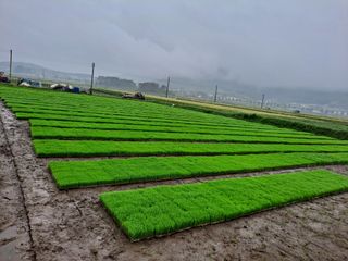 사천시향촌동 돼지띠님의 벼 · 자유게시판 작성글 사진