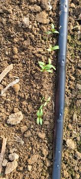 팜모닝 기타작물·자유게시판 게시글 이미지