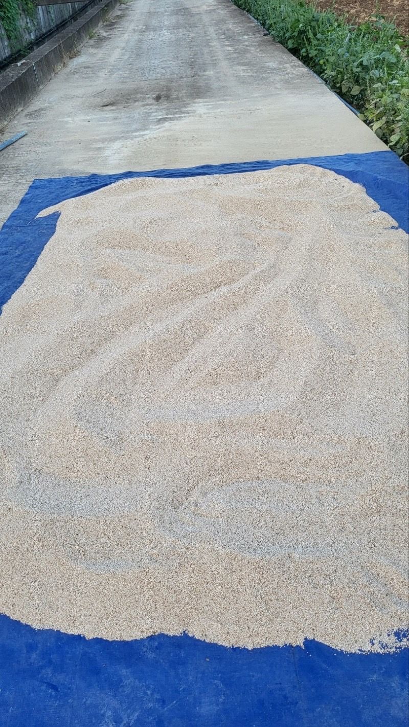 이단비님의 장터 판매 상품 [고창 2022 강유 참깨] 첨부 사진