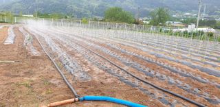 양성근님의 고추 · 일상 작성글 사진