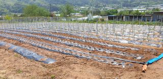 양성근님의 고추 · 일상 작성글 사진