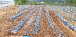 양성근님의 고추 · 일상 작성글 사진