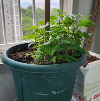 권영동 님의 고구마 · 자유게시판 작성글 사진