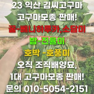 김동수님의 고구마 · 자유게시판 작성글 사진