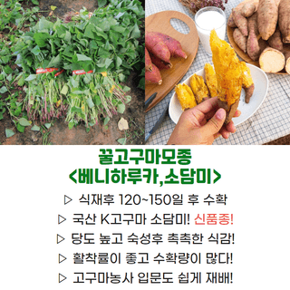 김동수님의 고구마 · 자유게시판 작성글 사진