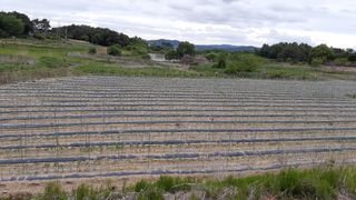 송광만님의 고추 · 제초 작성글 사진