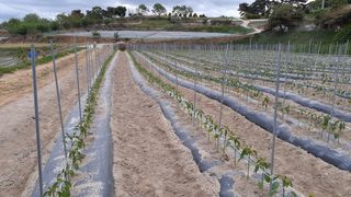 송광만님의 고추 · 제초 작성글 사진