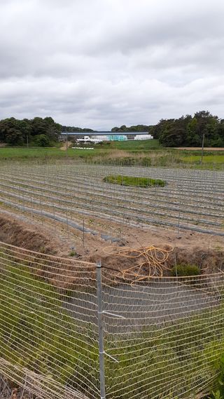 송광만님의 고추 · 제초 작성글 사진