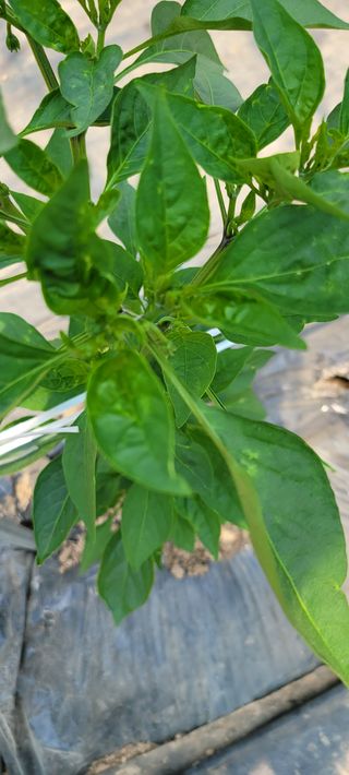 허경애님의 고추 · 병해충상담 작성글 사진