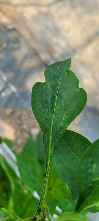 허경애님의 고추 · 병해충상담 작성글 사진