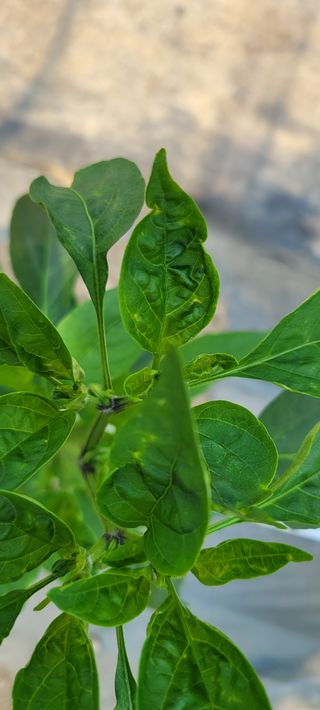 허경애님의 고추 · 병해충상담 작성글 사진