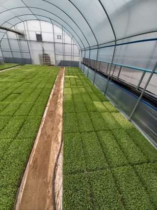 (복조리농장)김찬두님의 벼 · 자유게시판 작성글 사진