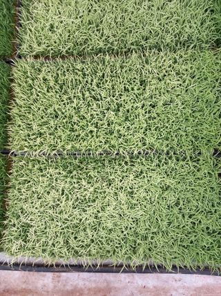 (복조리농장)김찬두님의 벼 · 자유게시판 작성글 사진