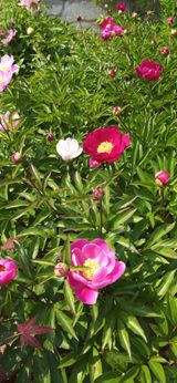 팜모닝 자유주제·자유게시판 게시글 이미지