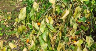 그린톡톡 오계상님의 농자재정보 · 제품정보 작성글 사진