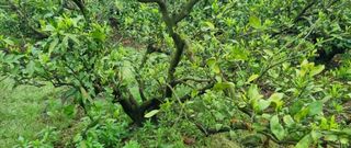 그린톡톡 오계상님의 농자재정보 · 제품정보 작성글 사진