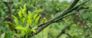 그린톡톡 오계상님의 농자재정보 · 제품정보 작성글 사진