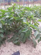 팜모닝 감자·자유게시판 게시글 이미지