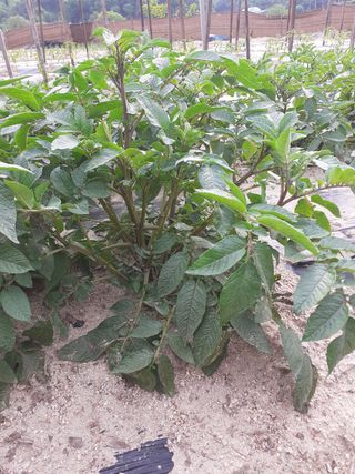 포천인삼농사꾼님의 감자 · 자유게시판 작성글 사진