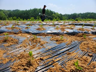 약초를사랑한짱아줌마님의 기타작물 · 자유게시판 작성글 사진