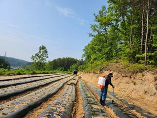 약초를사랑한짱아줌마님의 기타작물 · 자유게시판 작성글 사진