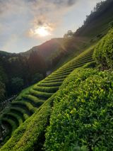 팜모닝 자유주제·자유게시판 게시글 이미지