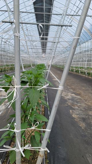 김재연 님의 고추 · 일상 작성글 사진