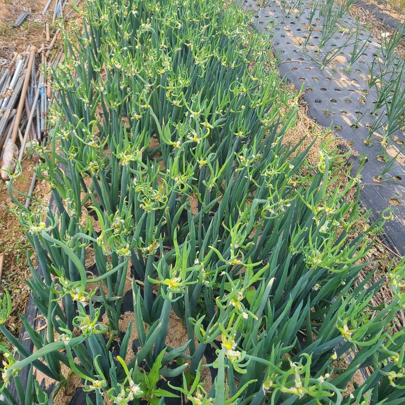 김도훈님의 장터 판매 상품 [삼동대파(주아) 모종100개 원뿌리20개] 첨부 사진