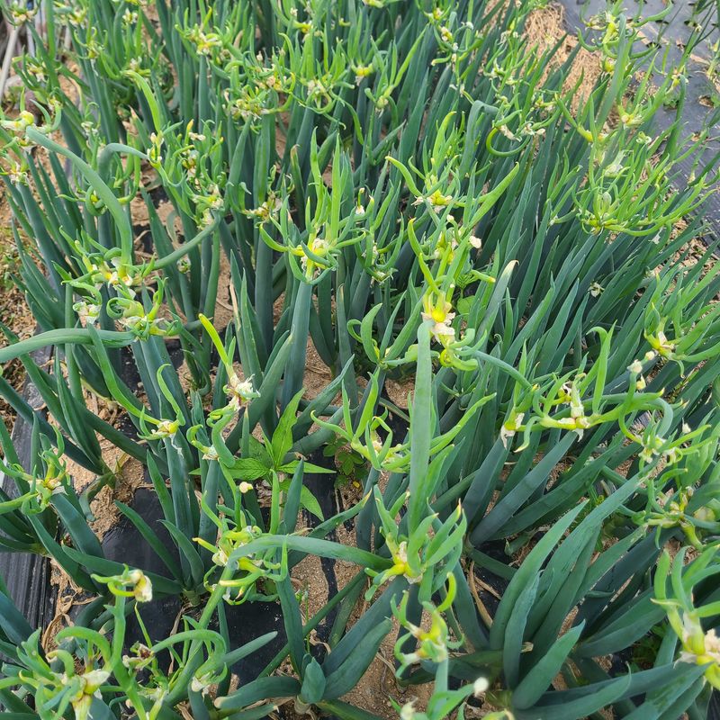 김도훈님의 장터 판매 상품 [삼동대파(주아) 모종100개 원뿌리20개] 첨부 사진