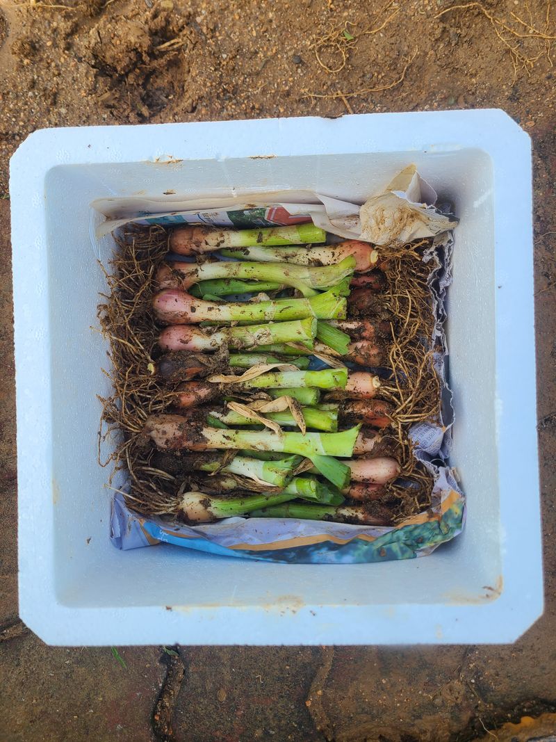 김도훈님의 장터 판매 상품 [삼동대파(주아) 모종100개 원뿌리20개] 첨부 사진