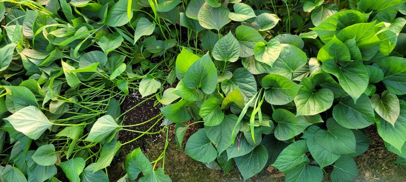 장터 상품 [고구마종순 호풍미] 썸네일