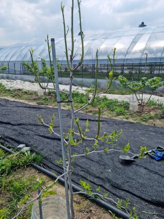 쭈니팜 님의 자유주제 · 자유게시판 작성글 사진