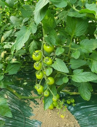 그린톡톡 오계상님의 토마토 · 비료•농약 작성글 사진