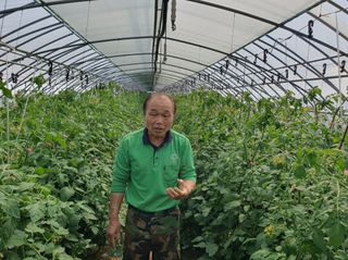 그린톡톡 오계상님의 토마토 · 비료•농약 작성글 사진