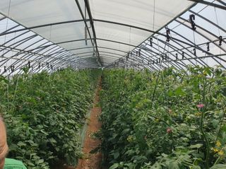 그린톡톡 오계상님의 토마토 · 비료•농약 작성글 사진