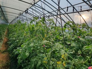 그린톡톡 오계상님의 토마토 · 비료•농약 작성글 사진