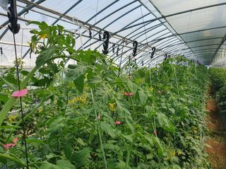 그린톡톡 오계상님의 토마토 · 비료•농약 작성글 사진