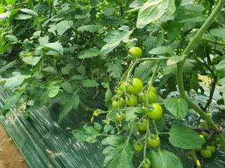 그린톡톡 오계상님의 토마토 · 비료•농약 작성글 사진