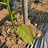 팜모닝 자유주제·자유게시판 게시글 이미지