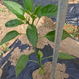 식이가님의 자유주제 · 자유게시판 작성글 사진