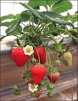 팜모닝 · 게시글 이미지