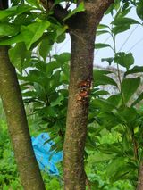 팜모닝 복숭아·병해충상담 게시글 이미지