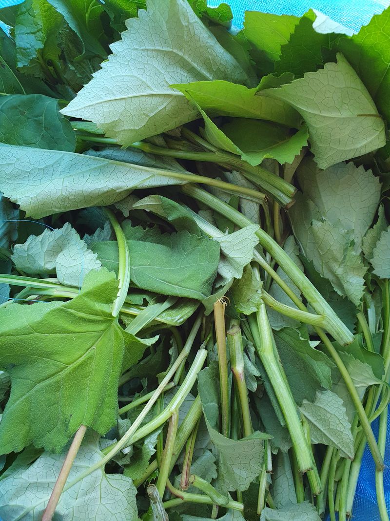 장터 상품 [자연산 산취나물 1kg] 썸네일