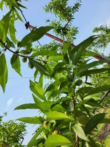 팜모닝 복숭아·자유게시판 게시글 이미지