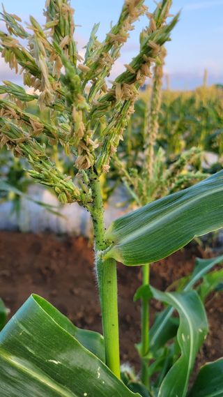 용수리초보농부님의 옥수수 · 병해충상담 작성글 사진