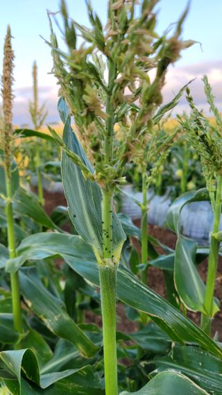 용수리초보농부님의 옥수수 · 병해충상담 작성글 사진